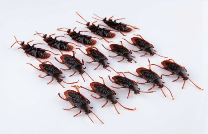 Joke Cockroach 5